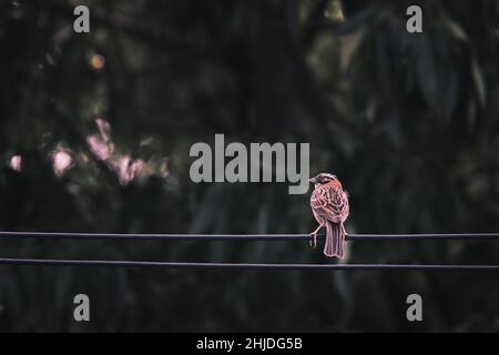 Rufous Collared Sparrow (Zonotrichia capensis), a small passerine bird perched on a power cable in front of the trees. Stock Photo