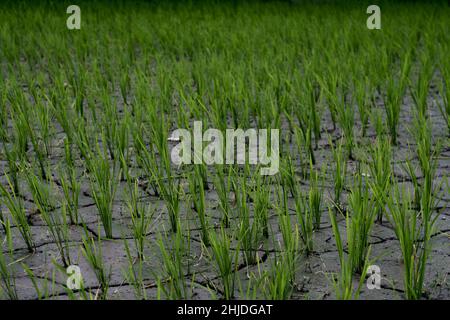 The Earth Dry And Cracked In A Rice Terrace In The Mud-Walled Rice ...