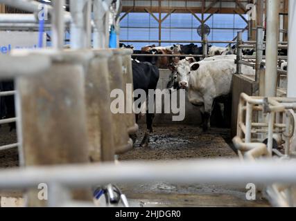 Shavertown, United States. 27th Jan, 2022. Dairy cattle are herded into the milking parlor during the temperature decrease.With temperatures dropping down and below, the jobs of farmers becomes more difficult. Keeping the animals warm and healthy takes priority. Credit: SOPA Images Limited/Alamy Live News Stock Photo