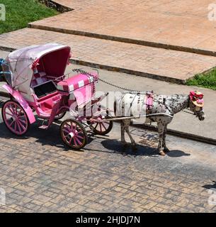 pink horse-drawn carriage with a horse wearing a hat Stock Photo