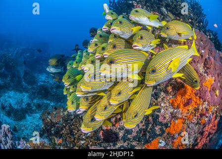 A tightly packed school of Ribbon Sweetlips, Plectorhinchus polytaenia, hover in formation near a coral bommie. Raja Ampat, Indonesia, Pacific Ocean Stock Photo