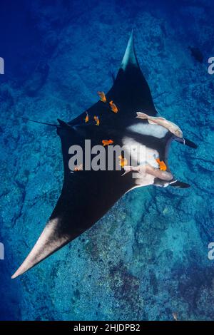 A Giant Manta, Manta birostris, hovers while being cleaned by Clarion Angelfish, Holacanthus clarionensis. Cabo Pierce, Socorro Island, Revillagigedos Stock Photo