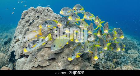 A mixed school of Diagonal-banded Sweetlips, Plectorhinchus lineatus, and Goldstriped Sweetlips, Plectorhinchus chrysotaenia, wait their turn to be cl Stock Photo