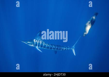 A California Sea Lion, Zalophus californianus, harasses a  striped marlin, Tetrapturus audax, as both species hunt for small fish in open water.  Magd Stock Photo