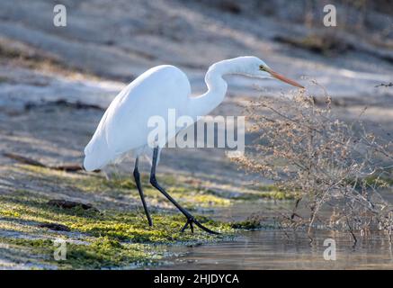 Great Egret (Ardea alba) on the hunt Stock Photo