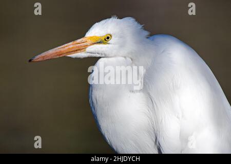 Great Egret (Ardea alba) on the hunt Stock Photo