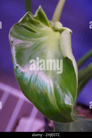 Close up of the shiny and curly leaf of Philodendron Rugosum Aberrant form  Stock Photo - Alamy