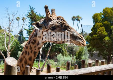 Closeup shot of a giraffe in a zoo near a wooden fence Stock Photo
