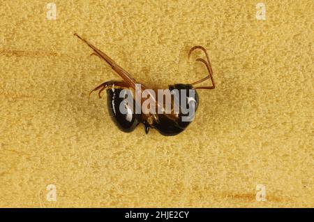 Super macro lateral view of Sugar Ant (Camponotus evae), Australia Stock Photo