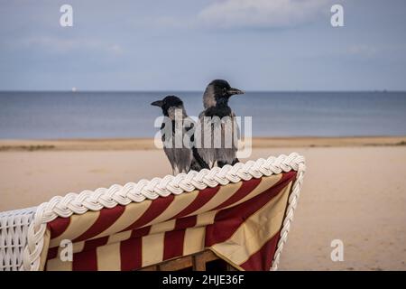 The Baltic Sea coast with two ravens on a beach chair in Ahlbeck, Mecklenburg-Western Pomerania, Germany Stock Photo