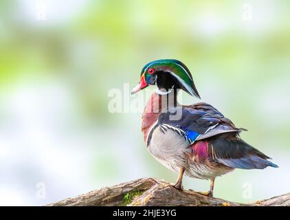 Male Wood duck by the lake on a log Stock Photo