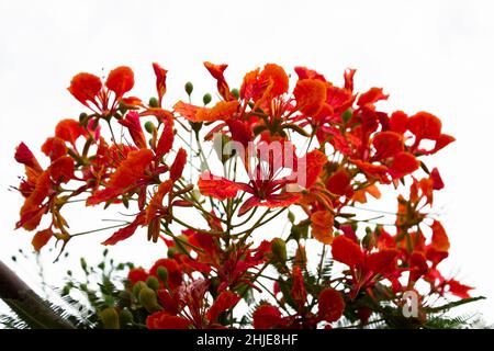 orange peacock flowers on poinciana tree. Isolated on white Stock Photo