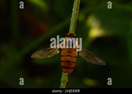 Hover fly perched on grass Stock Photo