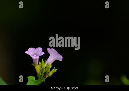 Tiny ipomoea flowers against dark background. Stock Photo