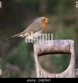 A close up of a robin with its beak wide open. It is perched on a spade or fork handle Stock Photo