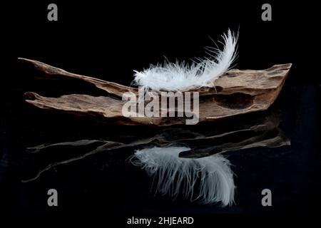A light feather on a piece of  old wood with black background Stock Photo