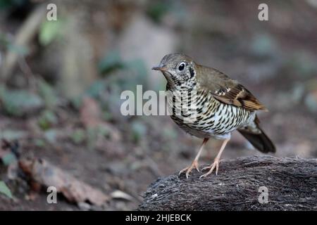 Long-tailed Thrush (Zoothera dixoni), southwest Yunnan Province, China 1 January 2019 Stock Photo