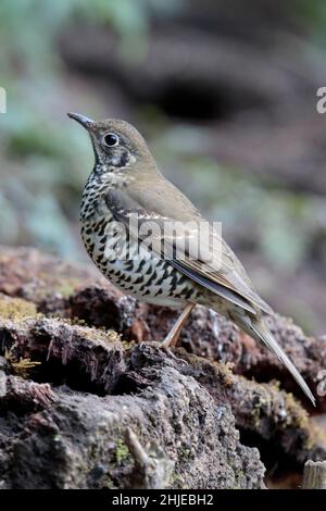 Long-tailed Thrush (Zoothera dixoni), southwest Yunnan Province, China 2 January 2019 Stock Photo