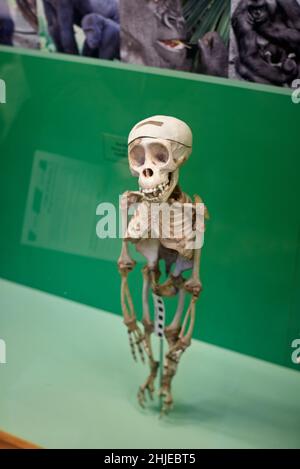 Photo John Angerson 2022 Small chimpanzee skeleton at the gallery of The Oxford University Museum of Natural History in Oxford, UK. Stock Photo