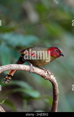 Scarlet-faced Liocichla (Liocichla ripponi), Gaoligongshan, southwest Yunnan Province, China 1 January 2019 Stock Photo