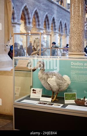 Oxford natural history Museum Dodo -The Oxford Dodo is the most iconic specimen held by the Museum. It is the most complete remains. Stock Photo