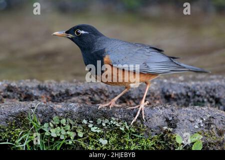 Black-breasted Thrush (Turdus dissimilis), Gaoligong Shan, southwest Yunnan Province, China 1 January 2019 Stock Photo