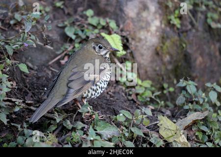 Long-tailed Thrush (Zoothera dixoni), southwest Yunnan Province, China 1 January 2019 Stock Photo