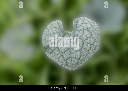 Heart shaped leaf Stock Photo
