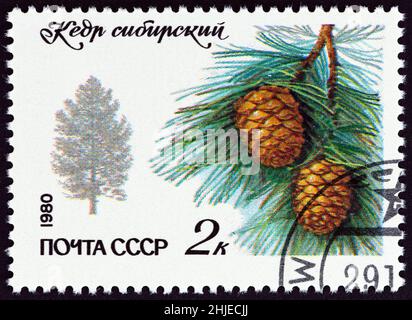 USSR - CIRCA 1980: A stamp printed in USSR from the 'Protected Trees and Shrubs' issue shows Siberian Cedar (Pinus cembra), circa 1980. Stock Photo