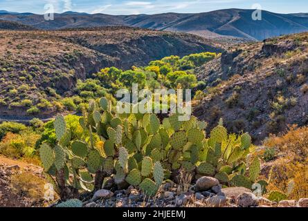 Bonita Creek Canyon, near Gila River confluence, Gila Box Riparian National Conservation Area, near Safford, Arizona, USA Stock Photo