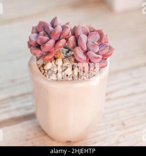Pink echeveria Cupid flowers in white ceramic pot on wooden background Stock Photo