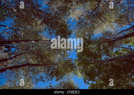 Set of large trees seen from below. Bright blue sky, vanishing point, autumn, treetops. Stock Photo