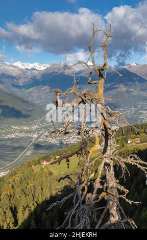 Dead tree at Knottnkino, a vantage point above Voeran, South Tyrol Stock Photo