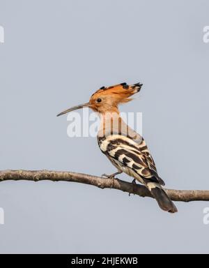 The Eurasian hoopoe is the most widespread species of the genus Upupa, native to Europe, Asia and the northern half of Africa. Stock Photo