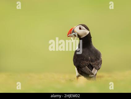 Close up of Atlantic puffin with sand eels on green grass, UK.