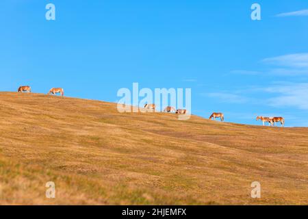 Rare and beautiful Haflinger horses (Avelignese) enjoy their freedom on picturesque high mountain pasture in Seiser Alm, Italy Stock Photo