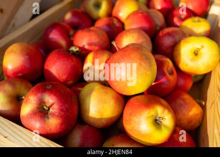 Ripe apples in wooden box Stock Photo