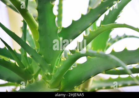 Green leaves with spikes of Aloe arborescens, known as krantz aloe or candelabra aloe. Useful medicinal plant. Stock Photo