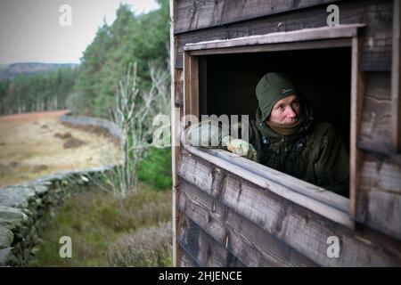 Gavin Craggs of Natural England on the look out for Hen Harriers in the Druids’s plantation bird hide on the Swinton Estate, near Ripon in North Yorks Stock Photo