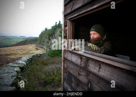 Gavin Craggs of Natural England on the look out for Hen Harriers in the Druids’s plantation bird hide on the Swinton Estate, near Ripon in North Yorks Stock Photo