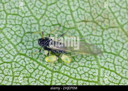 Close-up of aphid colonies on the underside of apricot leaves. These are dangerous pests of fruit trees in orchards and gardens. Stock Photo