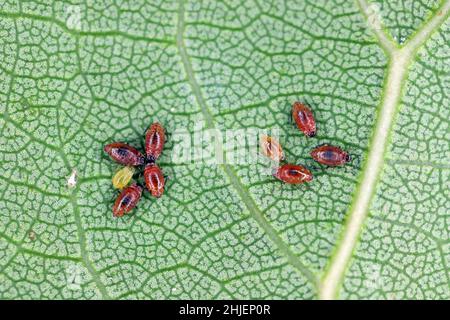 Close-up of aphid colonies on the underside of apricot leaves. These are dangerous pests of fruit trees in orchards and gardens. Stock Photo