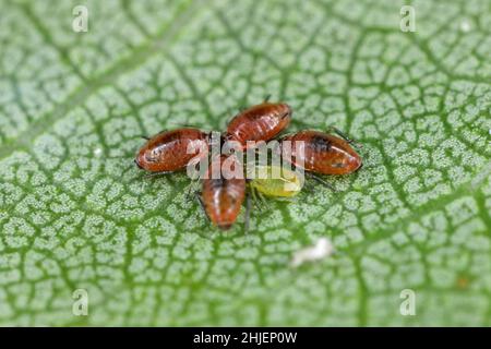 Close-up of aphid colonies on the underside of apricot leaves. These are dangerous pests of fruit trees in orchards and gardens. Stock Photo