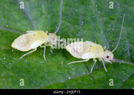 Psocid (Psocoptera) called also - booklice, barklice or barkflies. Two yellow larvae on a green leaf. High magnification. Stock Photo