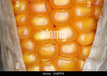 Healthy corn kernels in the cob under magnification. Fine details. Stock Photo