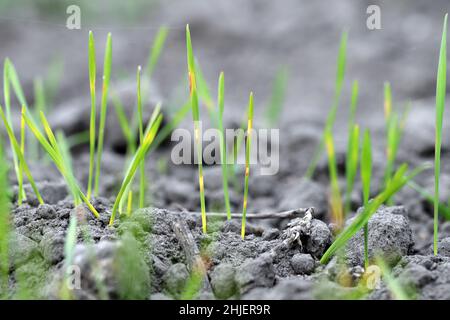 Emerging winter wheat in the autumn with symptoms of too deep seeding and nighttime temperature drops - discoloration. Abiotic stress. Stock Photo