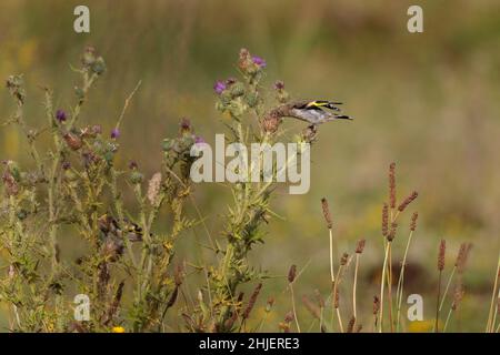 European Goldfinch Carduelis carduelis perched on thistle Stock Photo