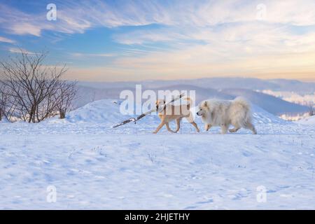 Samoyed - Samoyed beautiful breed Siberian white dog running in the snow. There is a big brown dog in front of him and he has a big stick in the snout Stock Photo