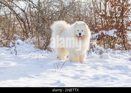 Samoyed - Samoyed beautiful breed Siberian white dog. The dog stands on a snowy path by the bushes and has his tongue out. Stock Photo