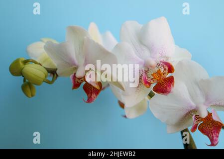 White Orchid with delicate petals and buds , white orchid with red and yellow patterns in the central petals, flowers on blue background macro, beauty Stock Photo